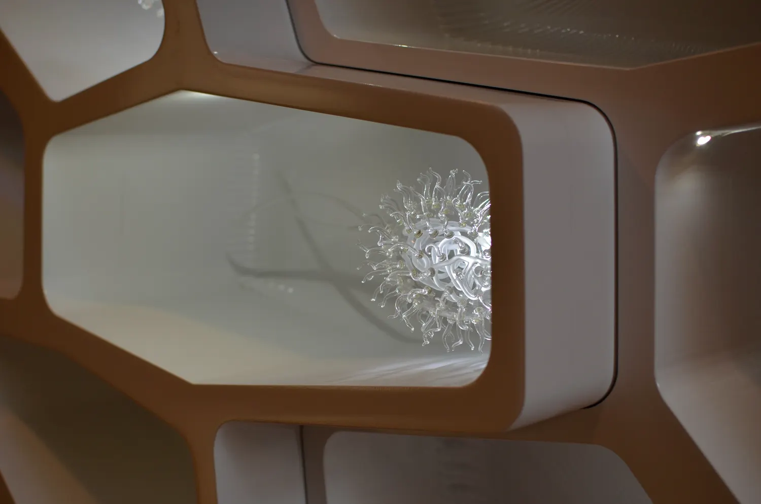 Specimen Lightbox — An image from the prototyping sequence